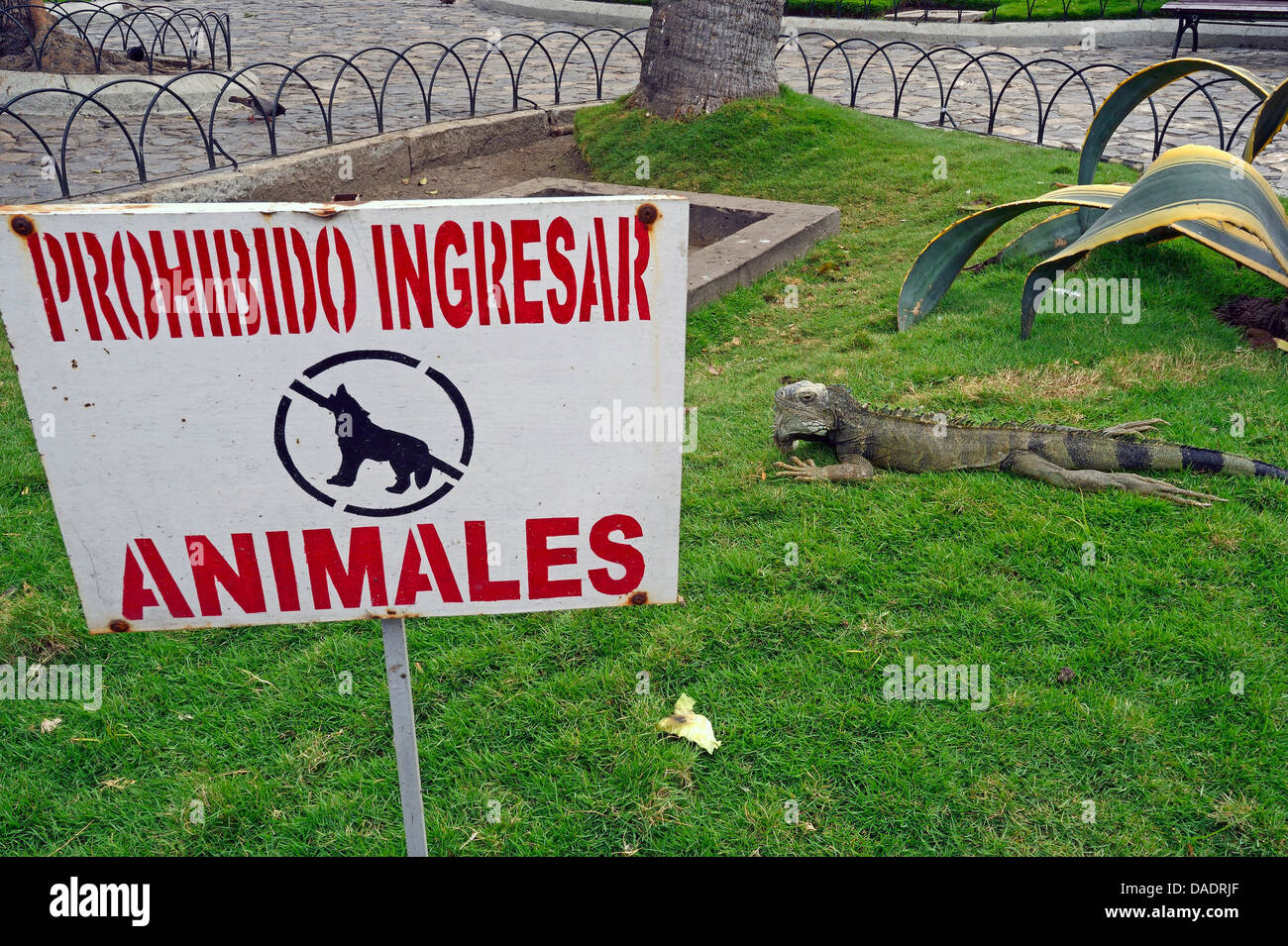 Iguana verde, comune (iguana Iguana iguana), cane segno di divieto e iguana verde nel Parque de las Iguana, Parque Seminario, Parque Bolivar, Ecuador Guayaquil Foto Stock