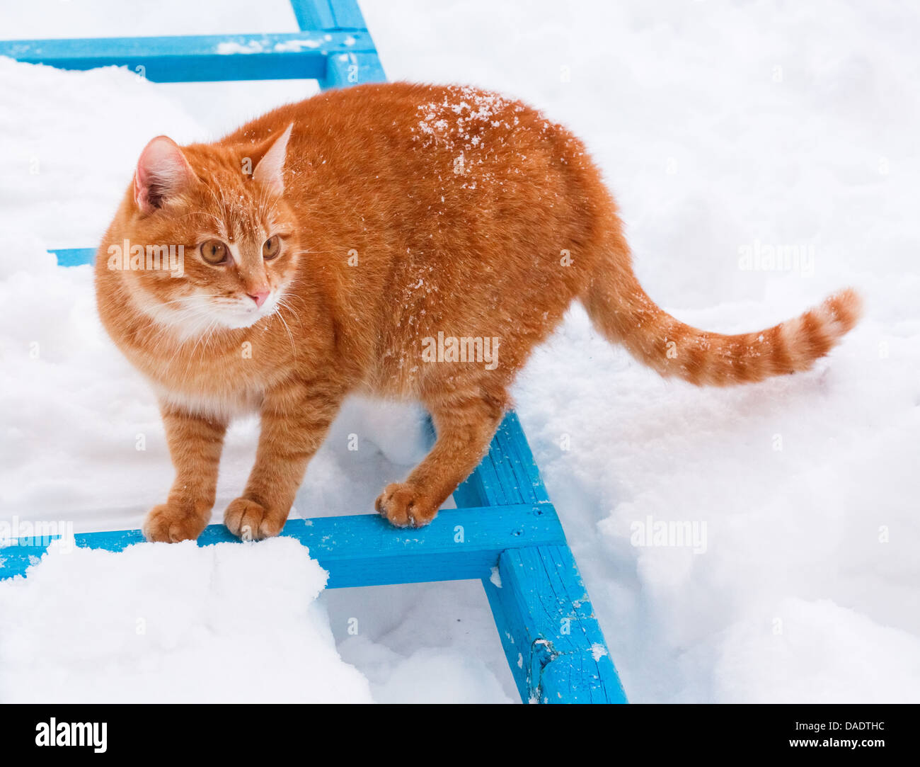 Piccolo cucciolo rosso su bianco neve Foto Stock