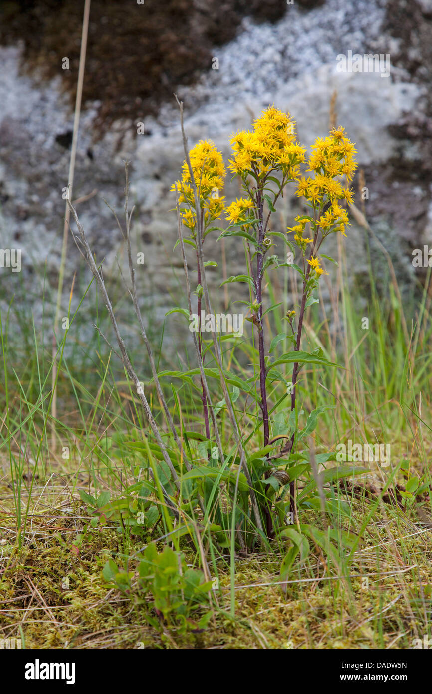 Oro, verga d'oro (Solidago virgaurea), fioritura, Norvegia, Hitra Foto Stock
