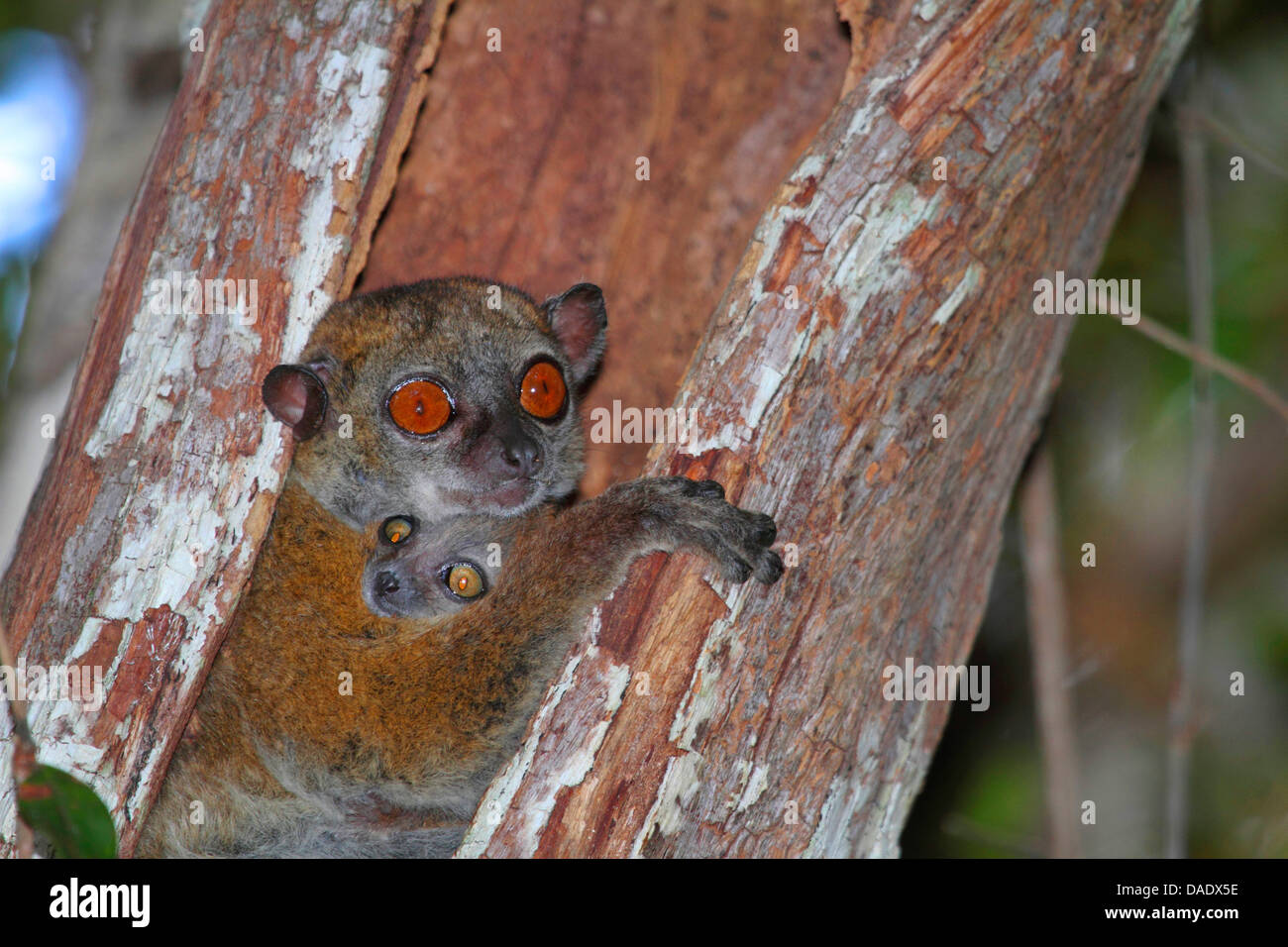 Ankarana lemure sportive (Lepilemur ankaranensis), femmina con i capretti in un albero cavo tronco, Madagascar, Antsiranana, Andrafiamena foresta classificata Foto Stock