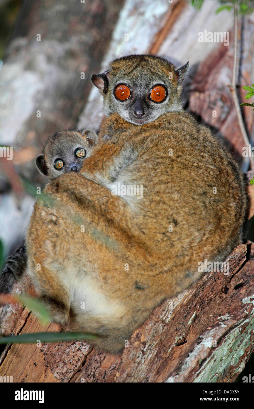 Ankarana lemure sportive (Lepilemur ankaranensis), femmina con i bambini su un albero, Madagascar, Antsiranana, Andrafiamena foresta classificata Foto Stock