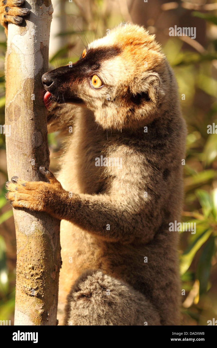 Rosso fiammante lemur. Rosso fiammante lemure marrone, Southern rosso fiammante lemure marrone (il Eulemur rufifrons), maschio è leccare di corteccia di albero, Madagascar, Toliara, Kirindy Forest Foto Stock