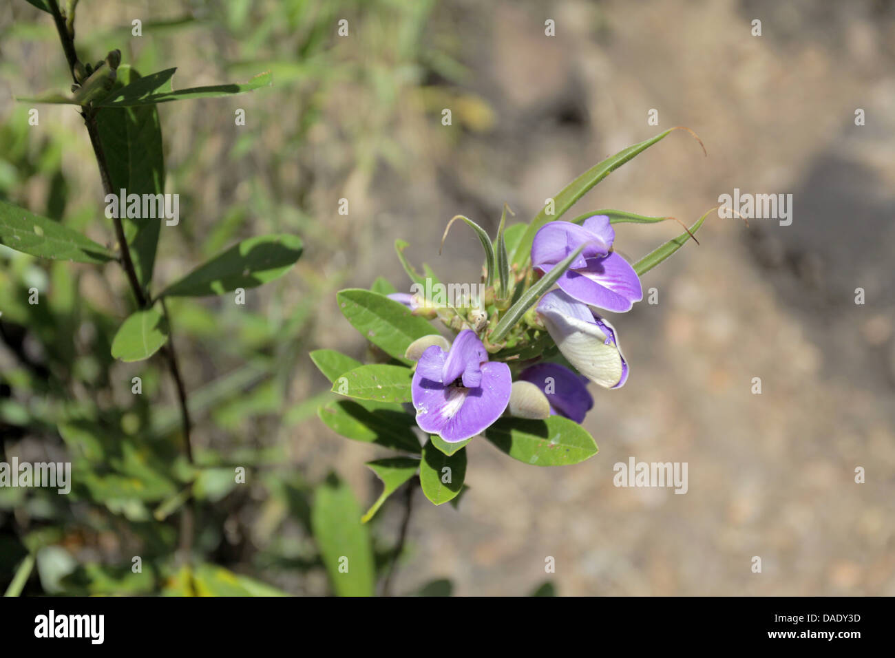 Fiori di campo, Chapada dos Veadeiros, Stato di Goiás, Brasile centrale, 300 km a nord di Brasilia Foto Stock