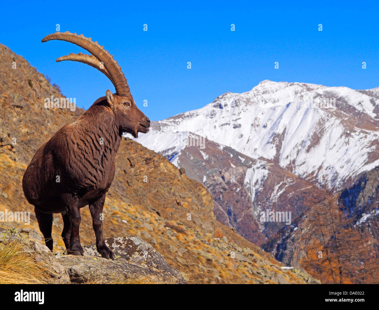 Stambecco delle Alpi (Capra ibex), Capra in piedi sul pendio delle Alpi Graian, Italia, il Parco Nazionale del Gran Paradiso, Vanontey Foto Stock