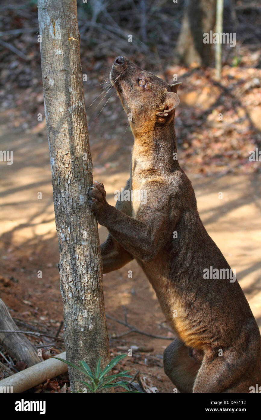 Fossa (Cryptoprocta ferox), cercando di salire su un albero, il più grande predatore del Madagascar Madagascar, Toliara, Kirindy Forest Foto Stock