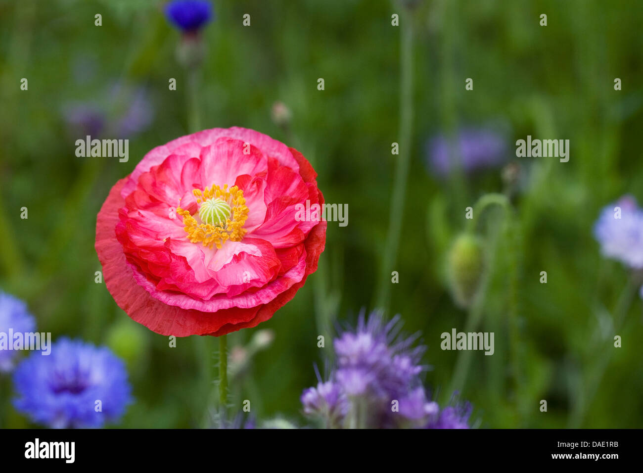 Papaver rhoeas. Chiusura del fiore di Shirley papavero. Foto Stock