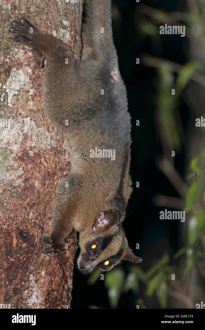 Forcella di pallido-marcato (lemur Phaner pallescens), sittin testa prima di tronco di albero, Madagascar, Toliara, Kirindy Forest Foto Stock