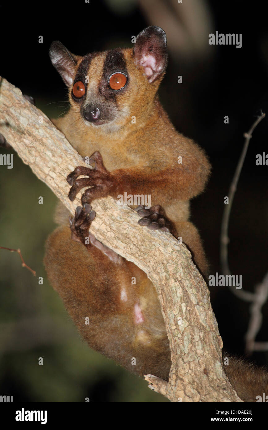 Forcella di pallido-marcato (lemur Phaner pallescens), seduto su un ramo guardando giù, Madagascar, Toliara, Kirindy Forest Foto Stock