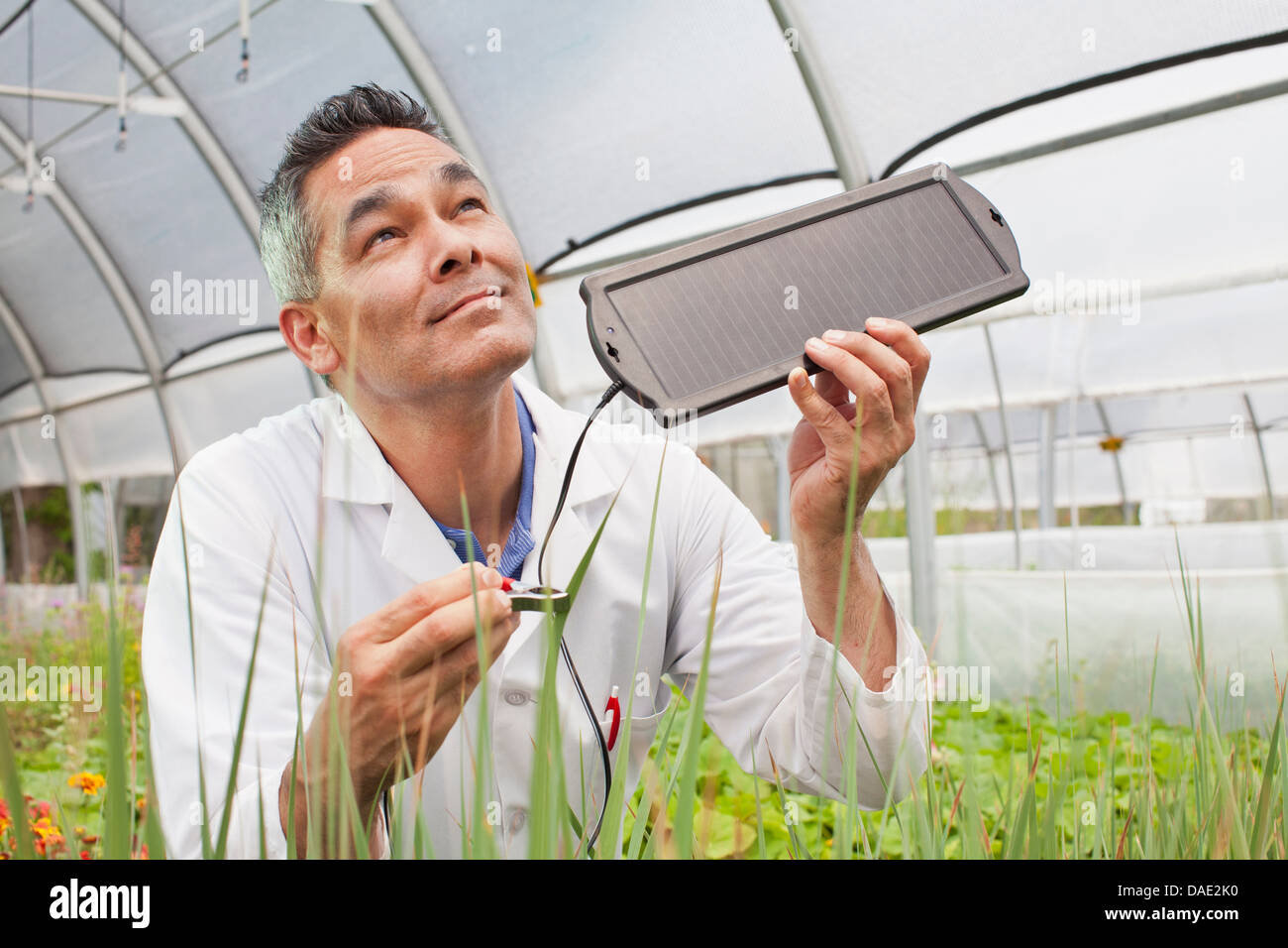 Uomo maturo di contenimento del pannello solare sulle piante in serra Foto Stock