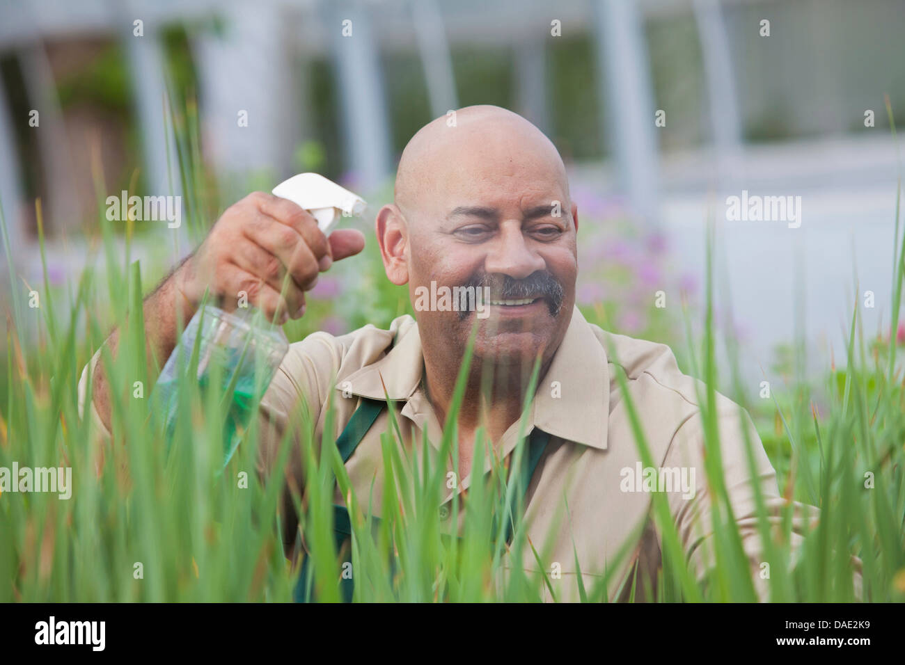 Uomo maturo con insetticida su piante in serra Foto Stock