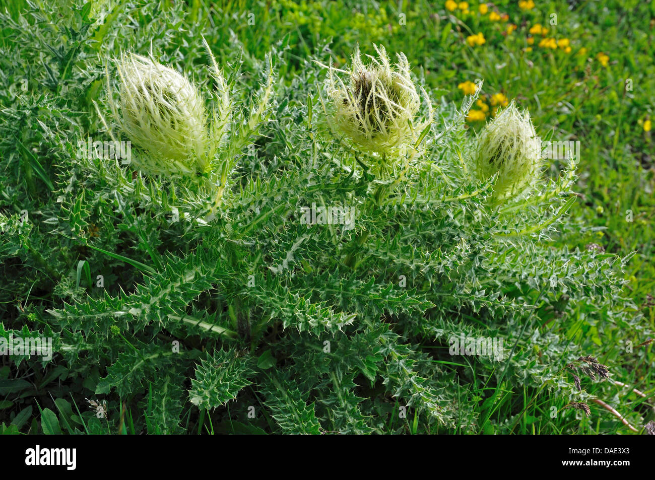 Thistle giallo (Cirsium spinosissimum), fioritura, Italia Foto Stock