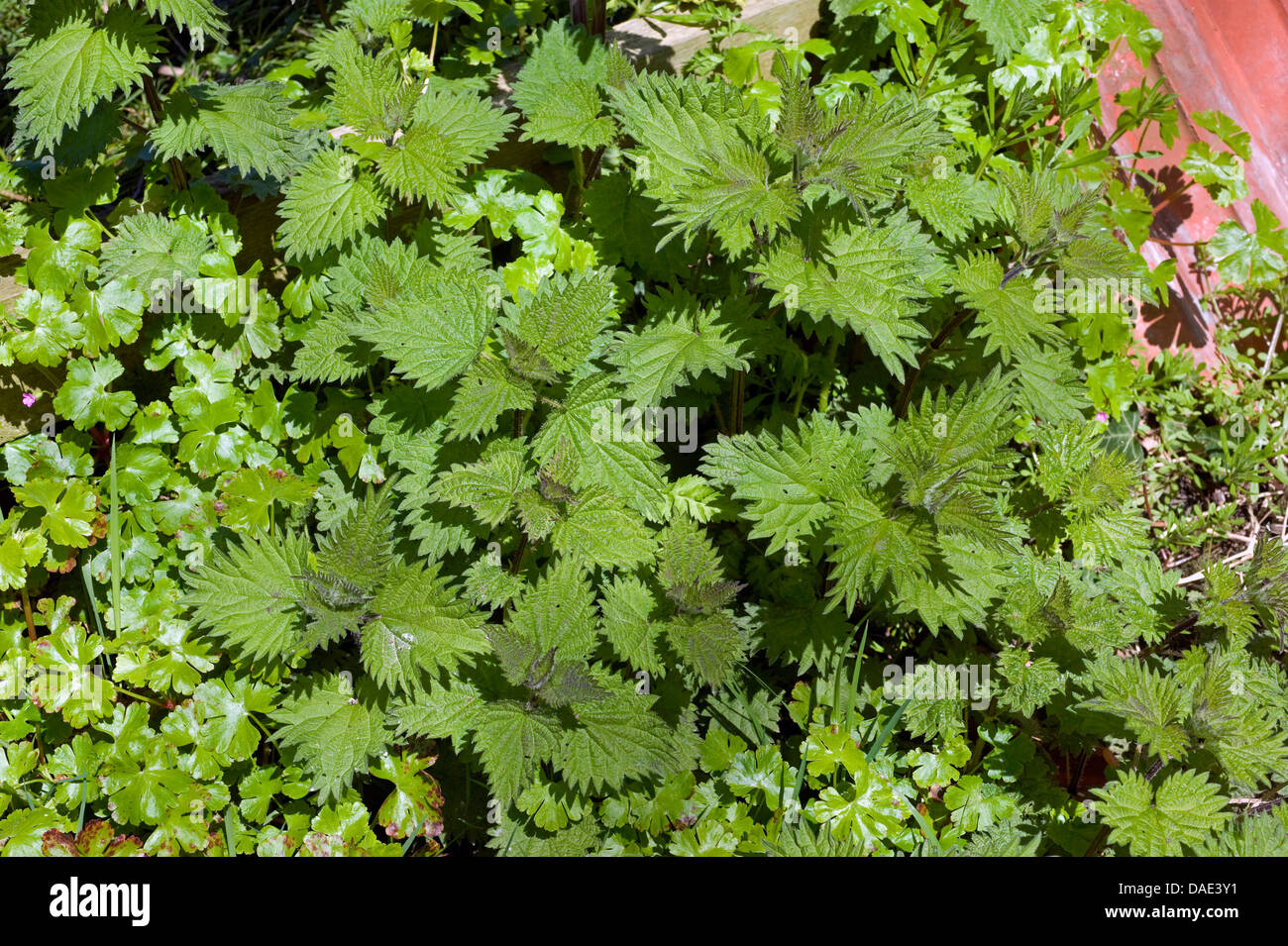 Giovani germogli di perenne ortica, Urtica dioica, che cresce con le erbe robert tra giardino macerie Foto Stock