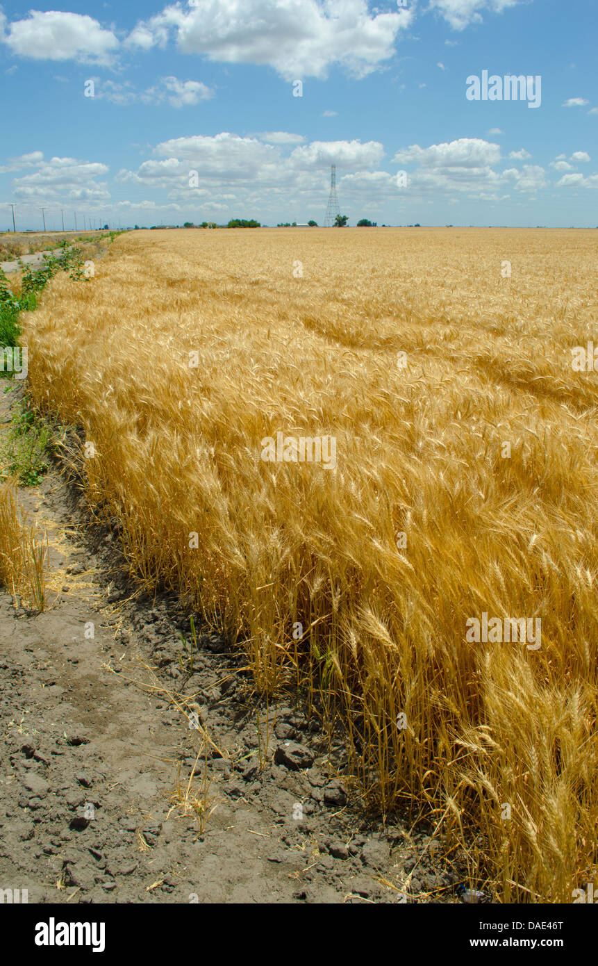 Campo di grano, California delta a ovest di Stockton Foto Stock