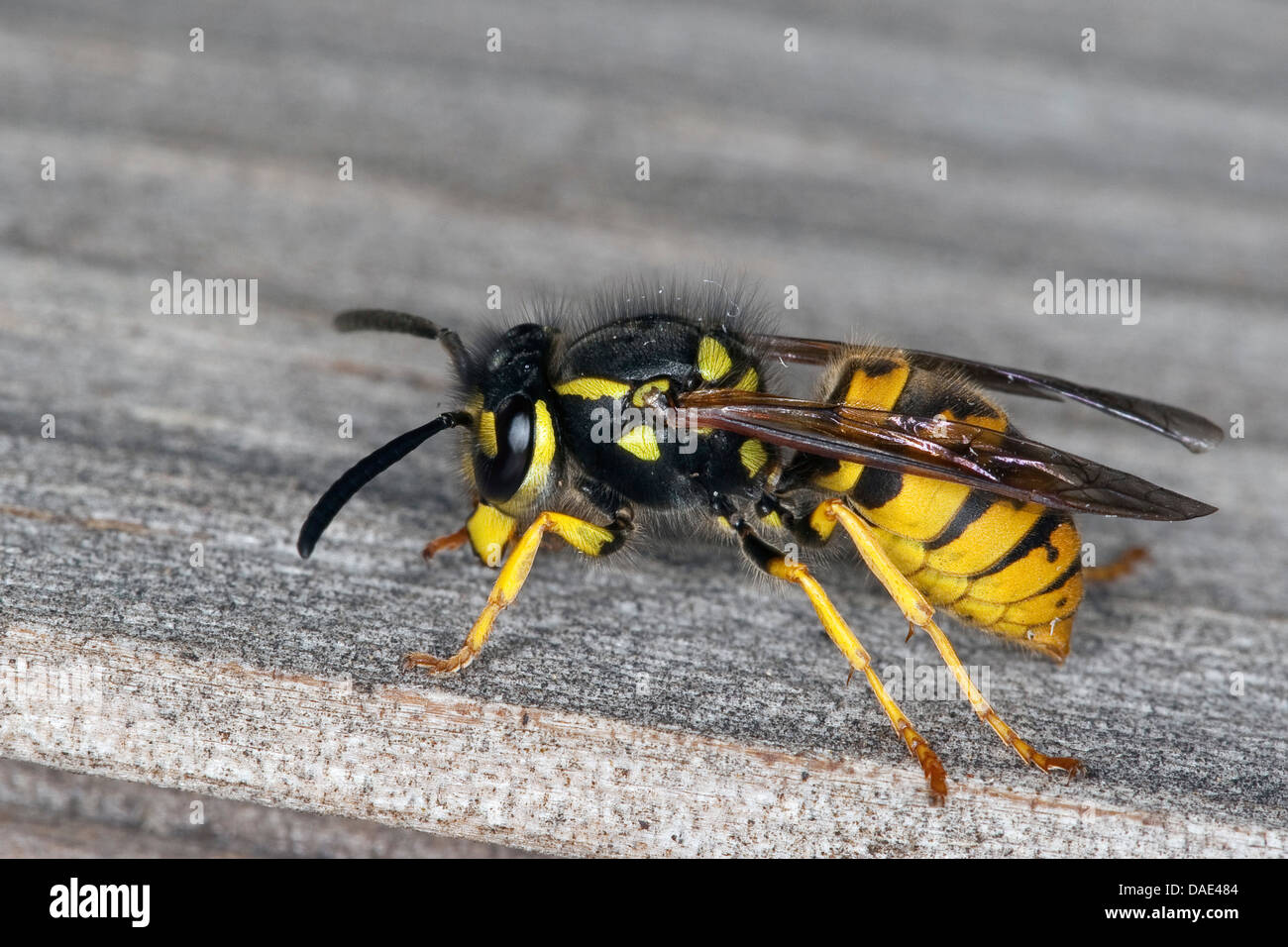 Il tedesco wasp (Vespula germanica, Vespa germanica, Paravespula germanica), seduti su legno, Germania Foto Stock