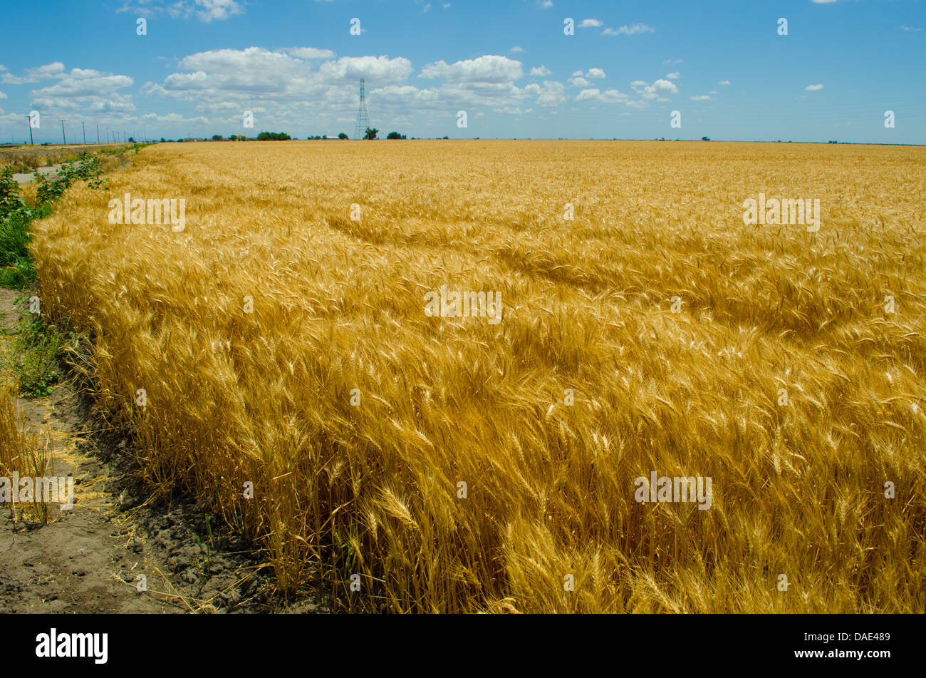 Campo di grano, California delta a ovest di Stockton Foto Stock
