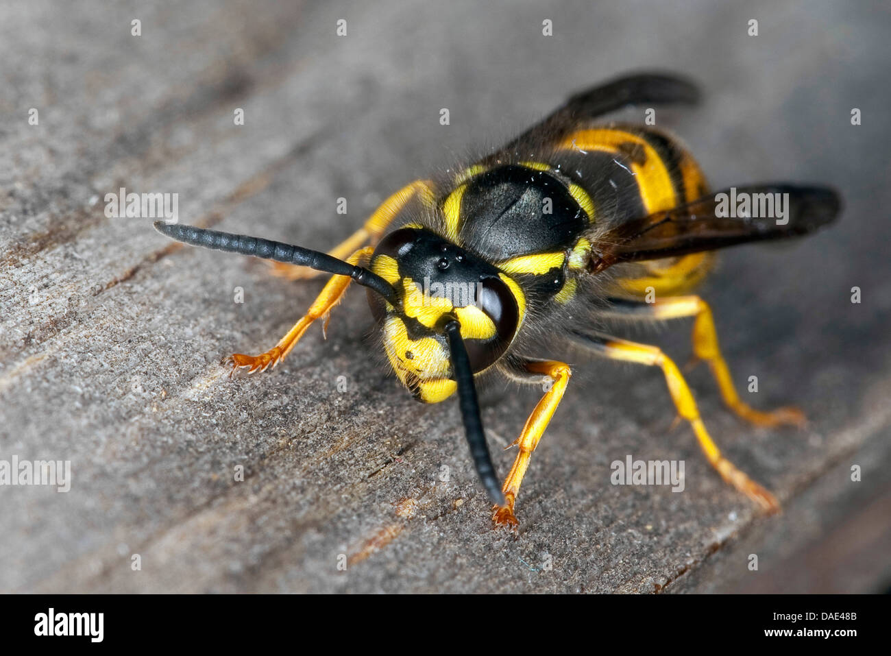 Il tedesco wasp (Vespula germanica, Vespa germanica, Paravespula germanica), seduti su legno, Germania Foto Stock