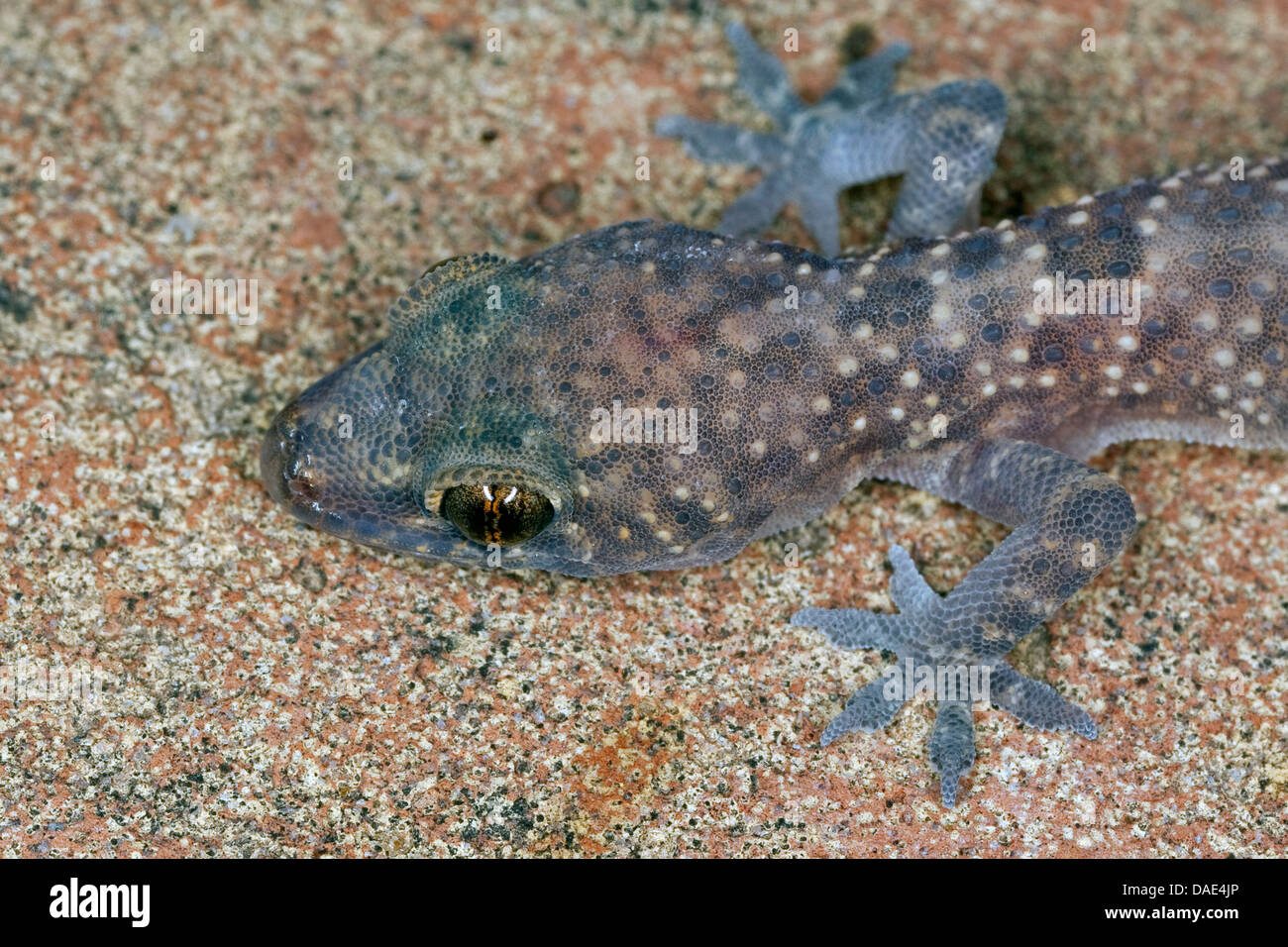 Bagno turco gecko, Mediterraneo gecko (Hemidactylus turcicus), ritratto Foto Stock