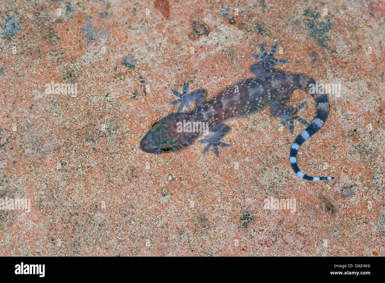Bagno turco gecko, Mediterraneo gecko (Hemidactylus turcicus), seduti a una parete Foto Stock