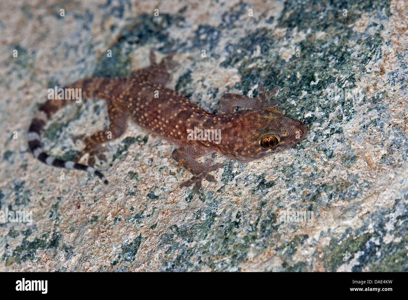 Bagno turco gecko, Mediterraneo gecko (Hemidactylus turcicus), seduti a una parete Foto Stock