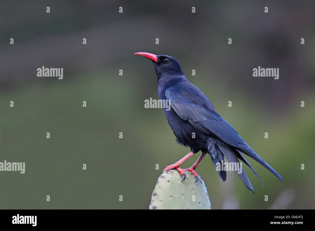 Rosso-fatturate (CHOUGH Pyrrhocorax pyrrhocorax), seduti su opuntia, Isole Canarie La Palma Foto Stock