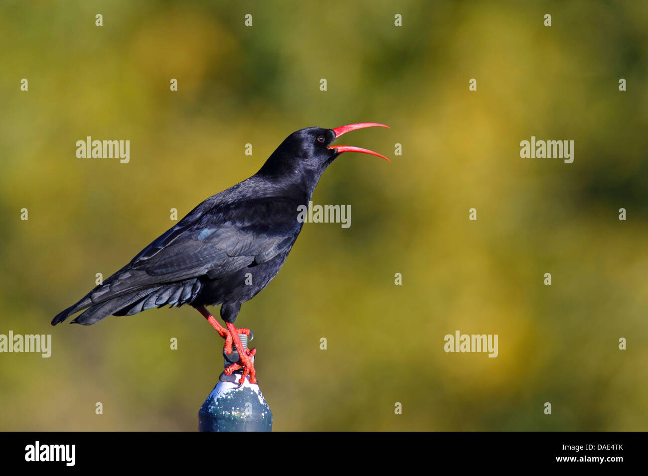 Rosso-fatturate (CHOUGH Pyrrhocorax pyrrhocorax), chiamando, Isole Canarie La Palma Foto Stock