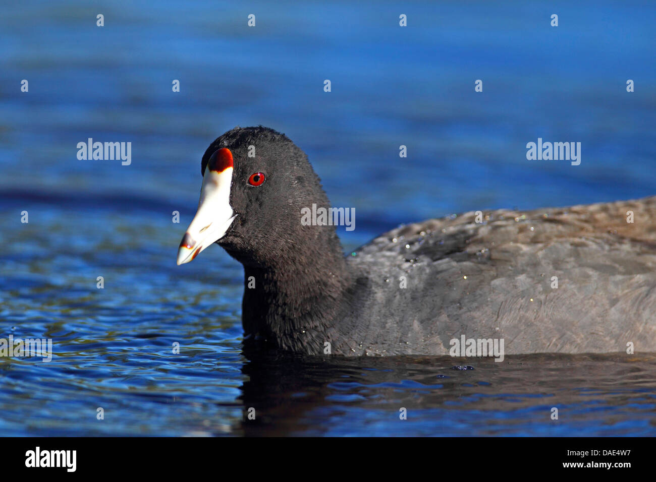 American folaga (fulica americana), il ritratto di un uccello di nuoto, STATI UNITI D'AMERICA, Florida Everglades National Park Foto Stock