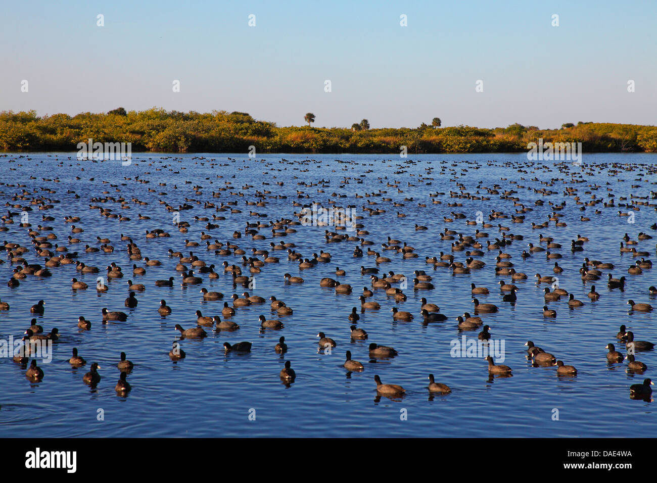 American folaga (fulica americana), grande gregge di nuoto in un lago, STATI UNITI D'AMERICA, Florida, Merritt Island Foto Stock