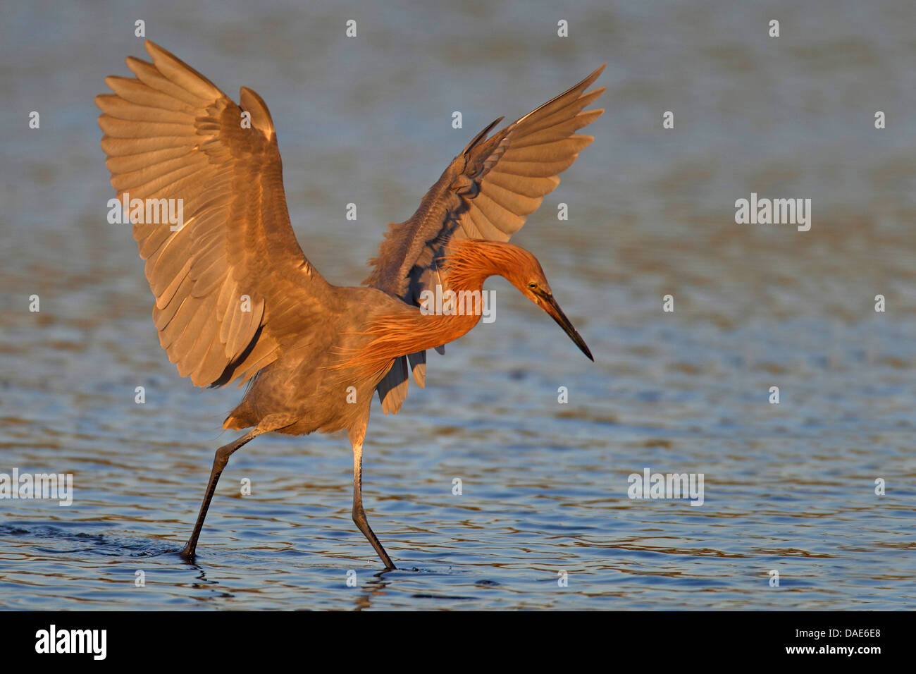 Reddish garzetta (Egretta rufescens), camminando attraverso acqua poco profonda con le ali stese in cerca di cibo, STATI UNITI D'AMERICA, Florida, Merritt Island Foto Stock