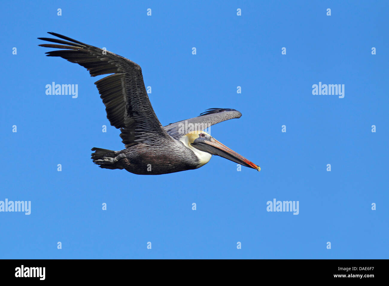 Pellicano marrone (Pelecanus occidentalis), volare, STATI UNITI D'AMERICA, Florida, Merritt Island Foto Stock