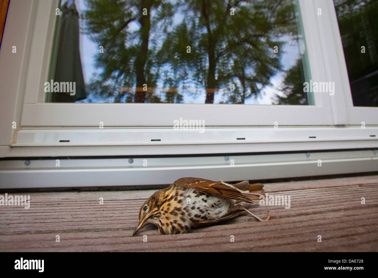 Tordo bottaccio (Turdus philomelos), giacente ferita mortale di fronte a una finestra, Germania Foto Stock