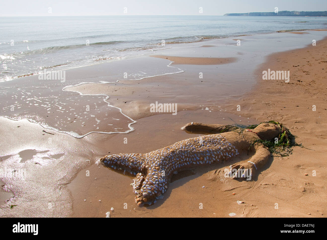 Mermaid creato da sabbia, conchiglie, piccoli sassi e alghe al mediterrian beach, Italia, Sicilia Foto Stock