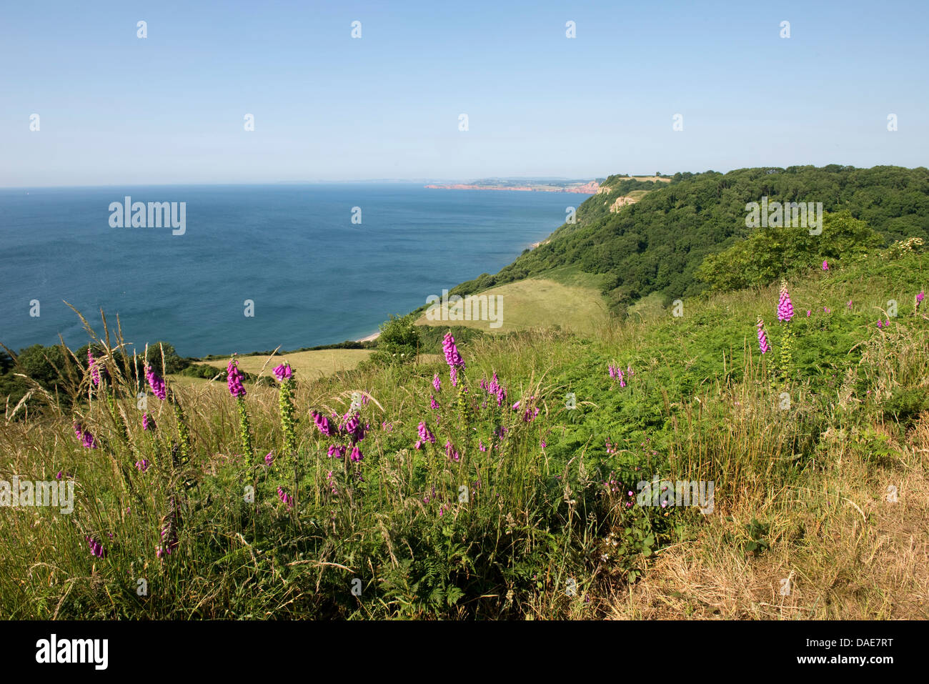 Jurassic Coast a Weston bocca vicino a Sidmouth su un bel giorno di estate con foxgloves fioritura con cielo blu e nuvole Foto Stock