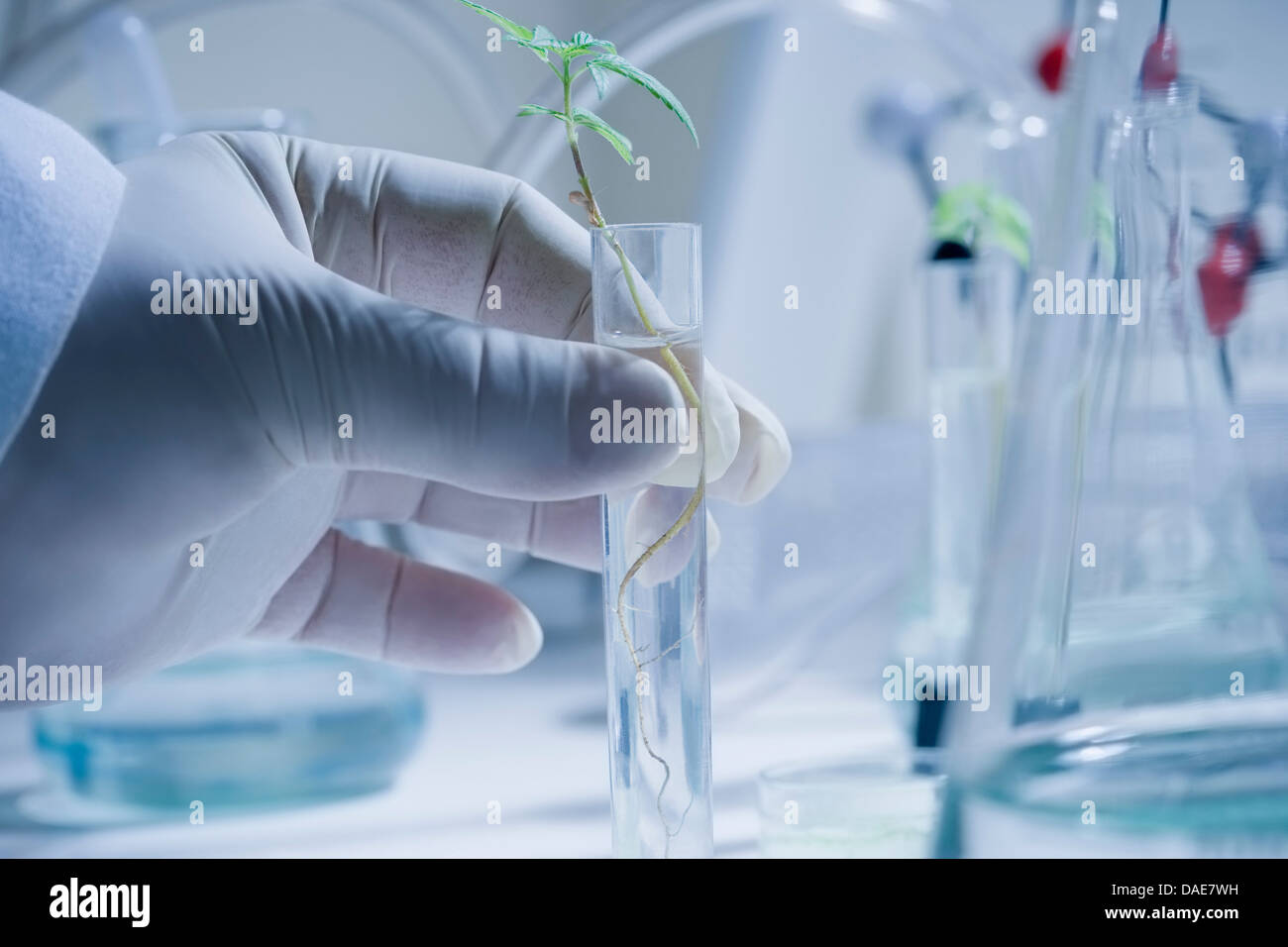 Scienziato tenendo il tubo di prova con piantina Foto Stock