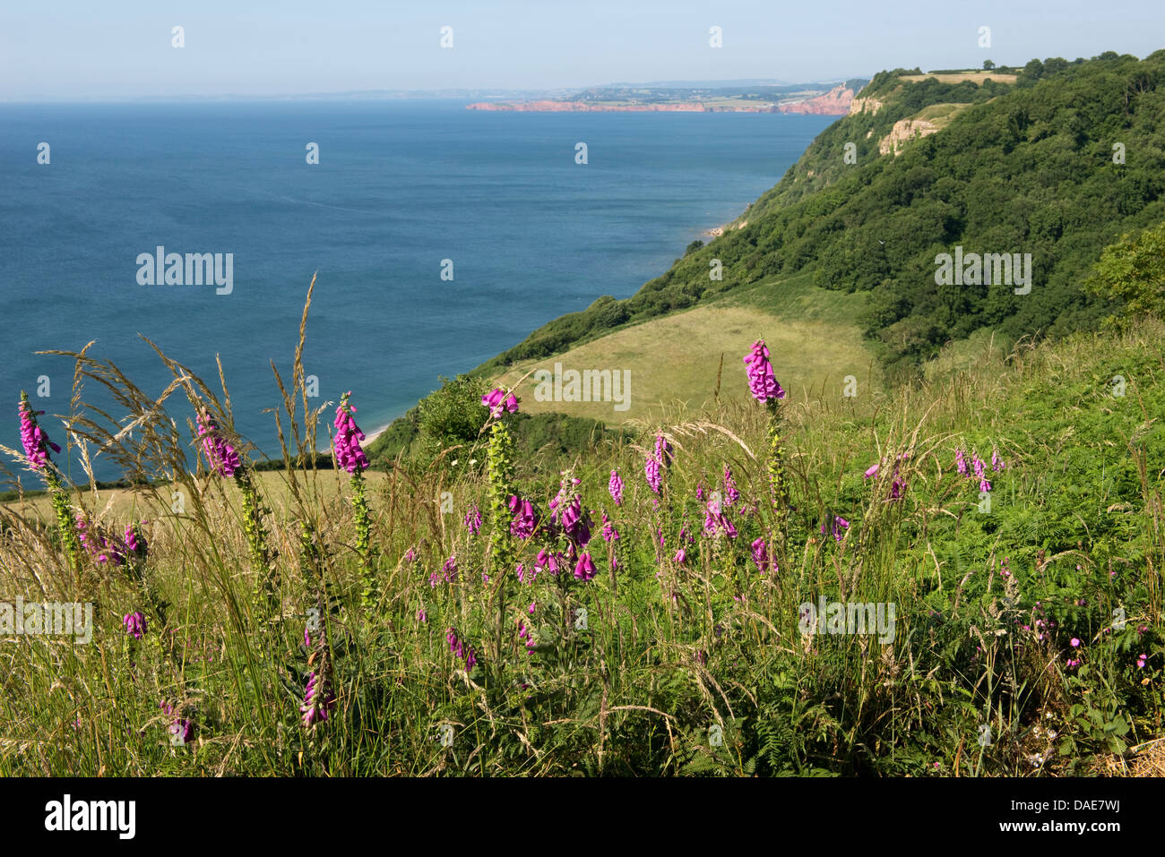 Foxgloves fioritura su Jurassic Coast, scogliere e campi in Weston bocca vicino a Sidmouth in una bella giornata d'estate Foto Stock