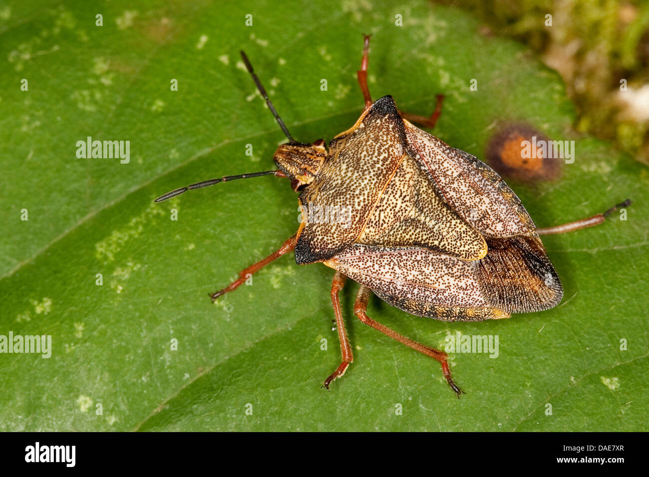 Il fetore del Mediterraneo bug, scudo rosso bug di protezione del cranio-bug (Carpocoris fuscispinus, Carpocoris mediterraneus atlanticus), seduta su una foglia Foto Stock