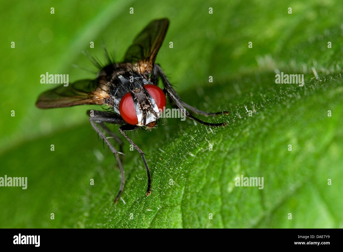 Tachinid volare seduto su una foglia Foto Stock