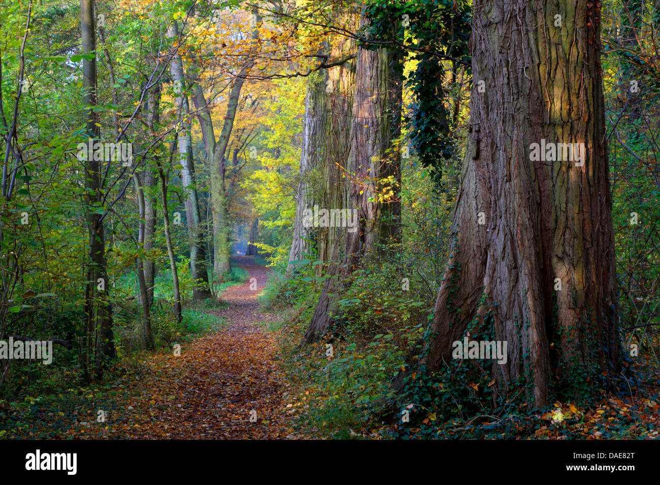Percorso di foresta in autunno, Germania Foto Stock
