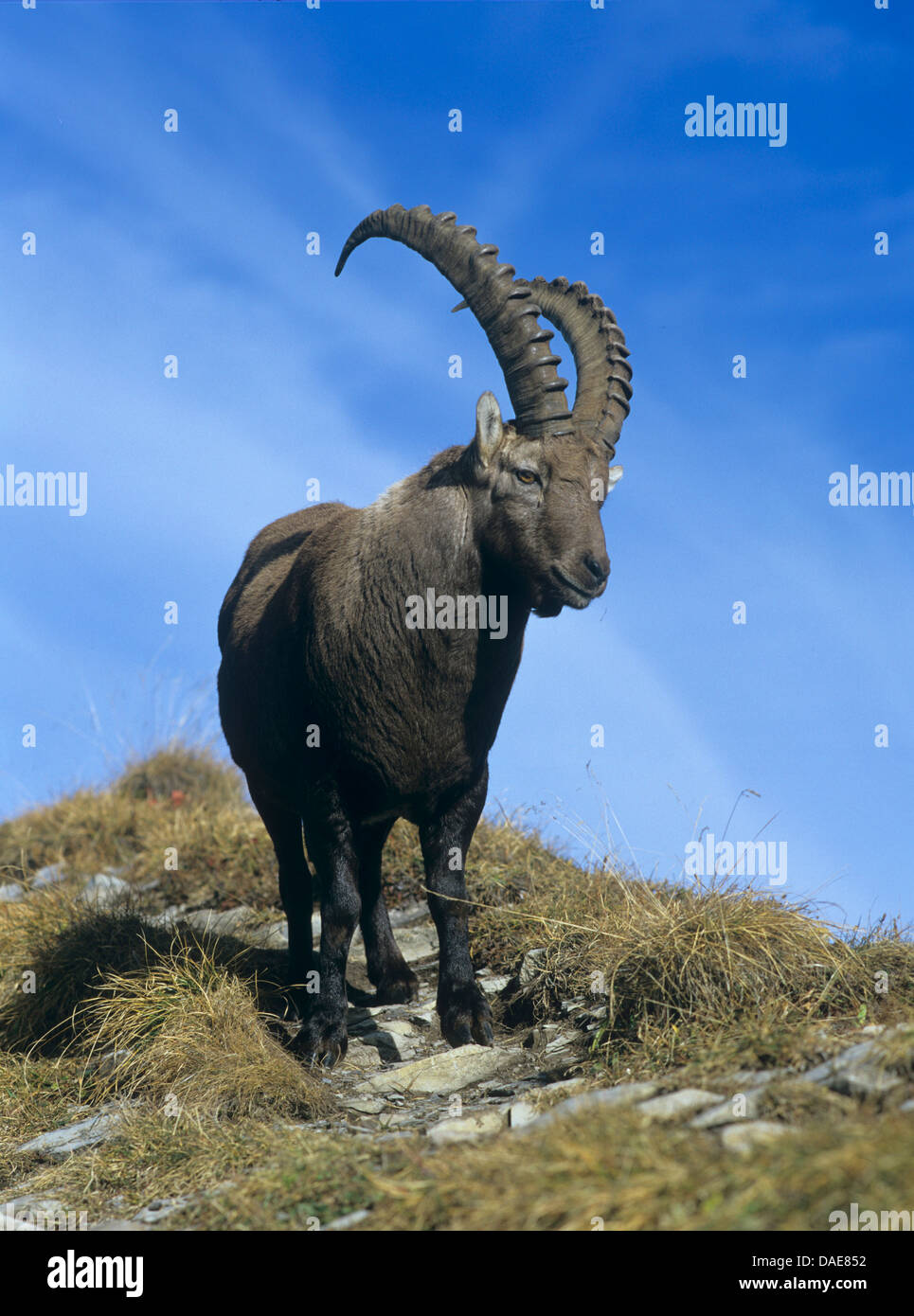 Stambecco delle Alpi (Capra ibex), vista frontale, Germania Foto Stock