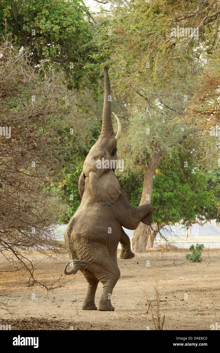 Elefante in piedi sulle zampe posteriori, Parco Nazionale di Mana Pools, Zimbabwe Africa Foto Stock