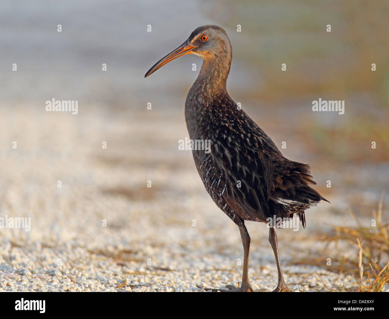 Battaglio rampa (Rallus longirostris), in piedi sul suolo shingle, STATI UNITI D'AMERICA, Florida, Merritt Island Foto Stock