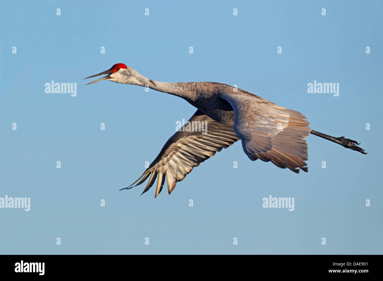 Sandhill gru (Grus canadensis), flying , USA Florida Foto Stock