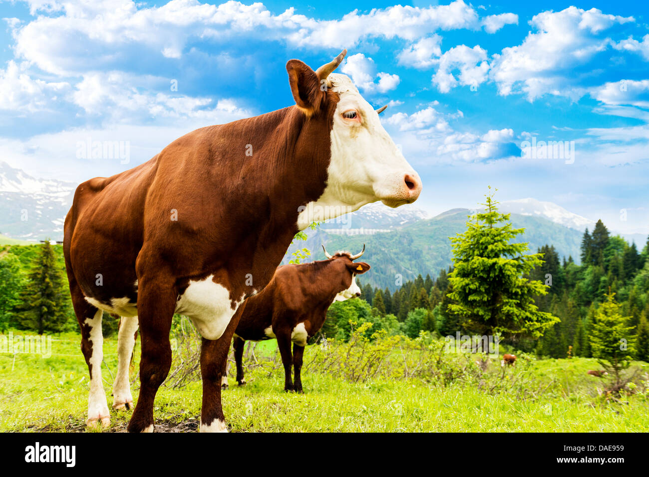 Vacca, di animali di allevamento nelle Alpi francesi, Abondance gara mucca, savy, beaufort Sur Doron Foto Stock
