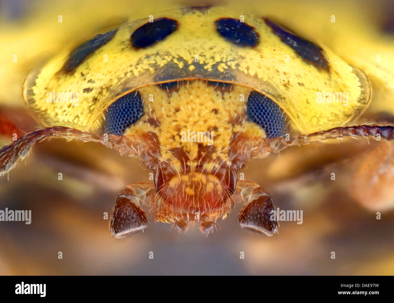 Twentytwo-spot ladybird beetle (Thea vigintiduopunctata, Psyllobora vigintiduopunctata), ritratto, Germania Foto Stock