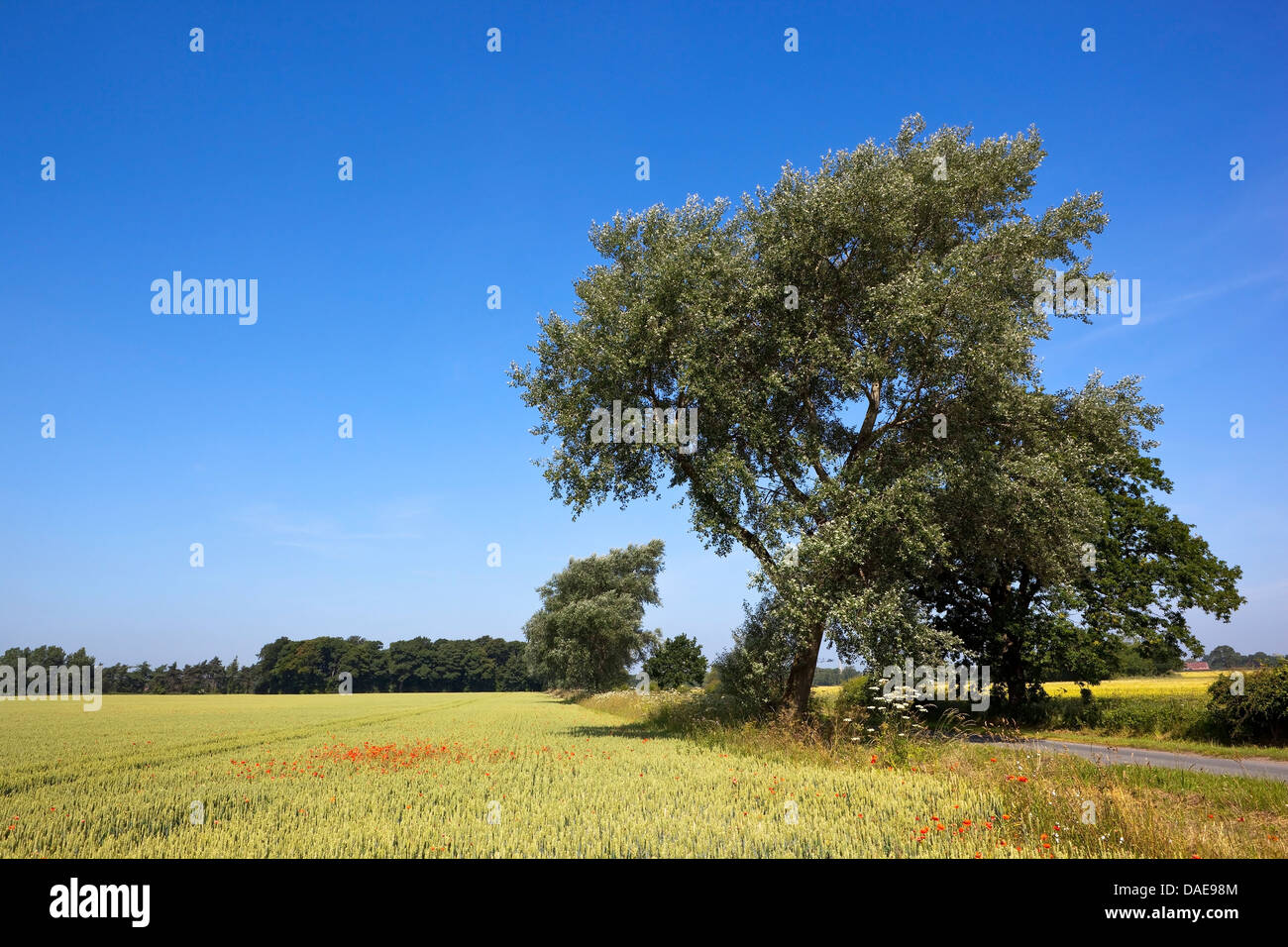 Un maturo white Poplar Tree da un paese strada con campi di grano, di boschi e di papavero sotto un cielo blu in estate Foto Stock
