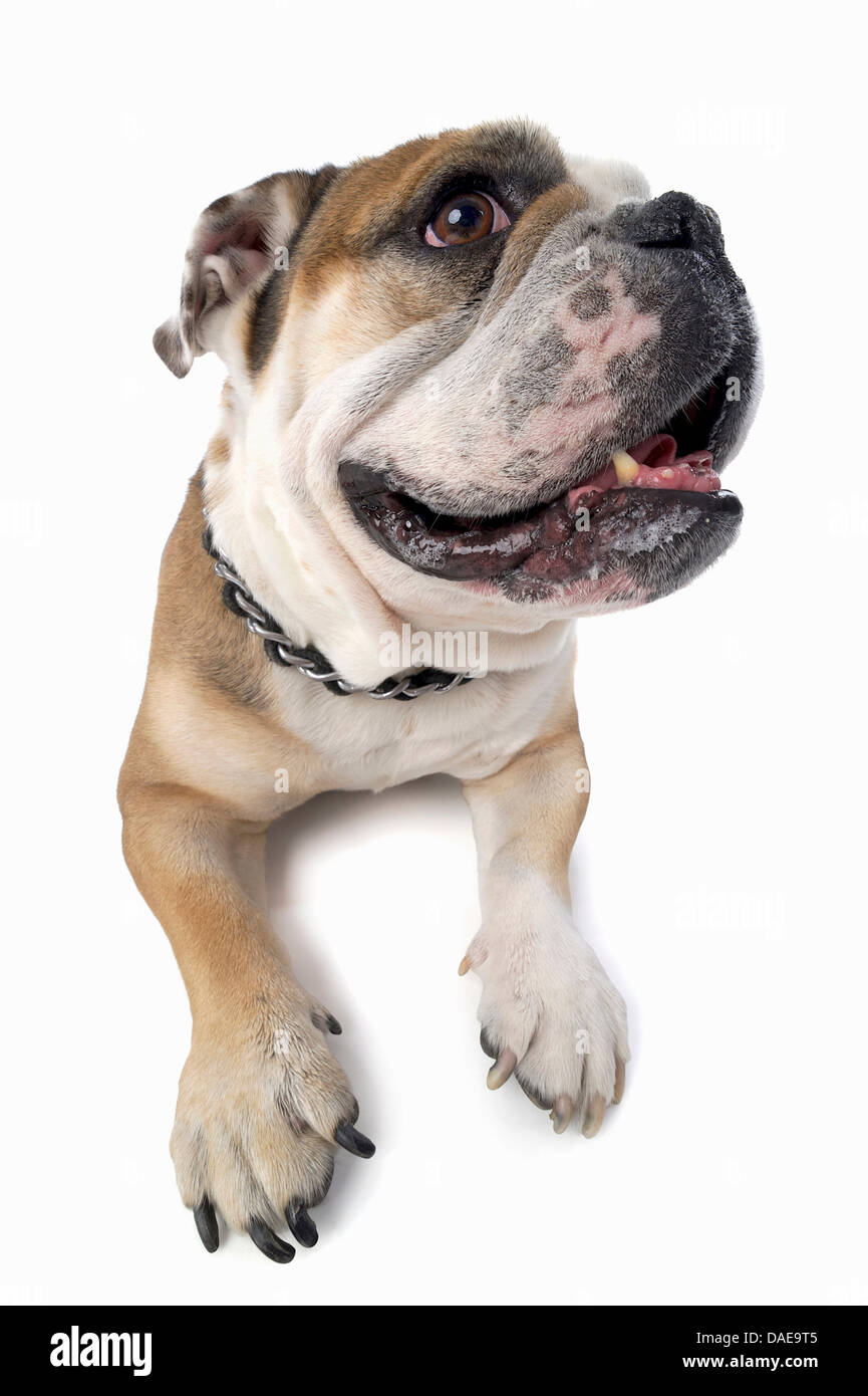 Ritratto in studio di distrarsi Bulldog inglese Foto Stock