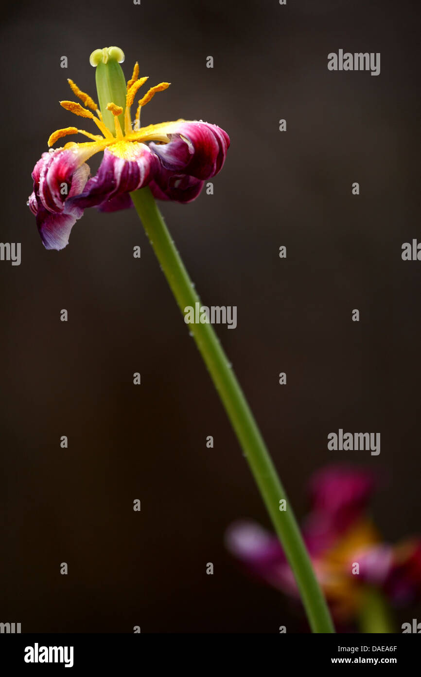 Vista ingrandita del post bloom tulip. Foto Stock