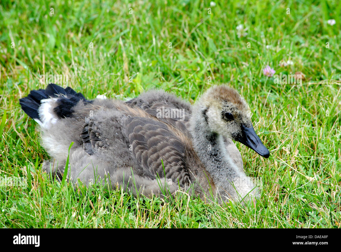 Un giovane Canada Goose,rilassante nell'erba,nella sua fase iniziale della vita. Foto Stock