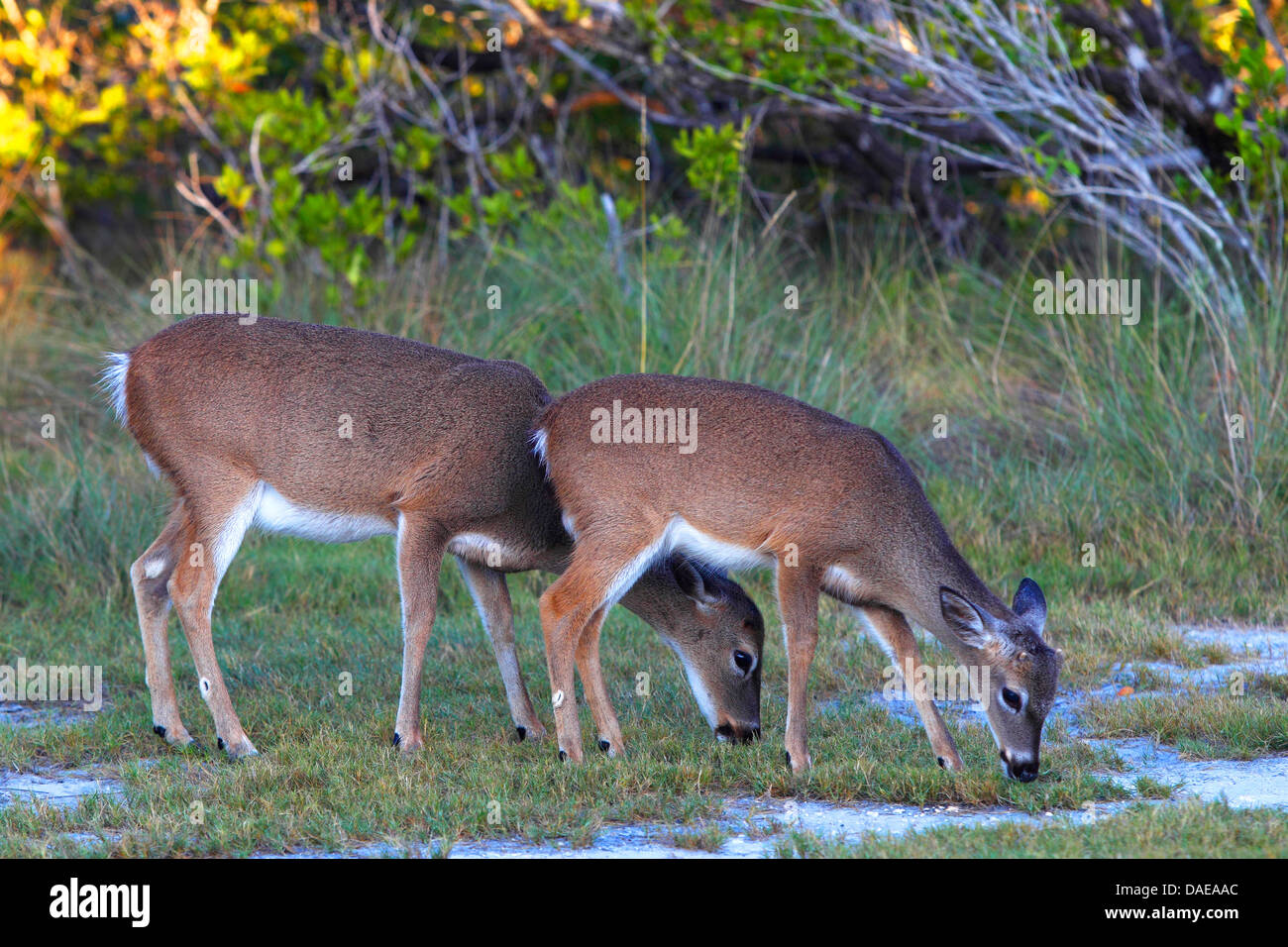 Key deer (Odocoileus virginianus clavium), due cerve browsing, STATI UNITI D'AMERICA, Florida, Big Pine Key Foto Stock