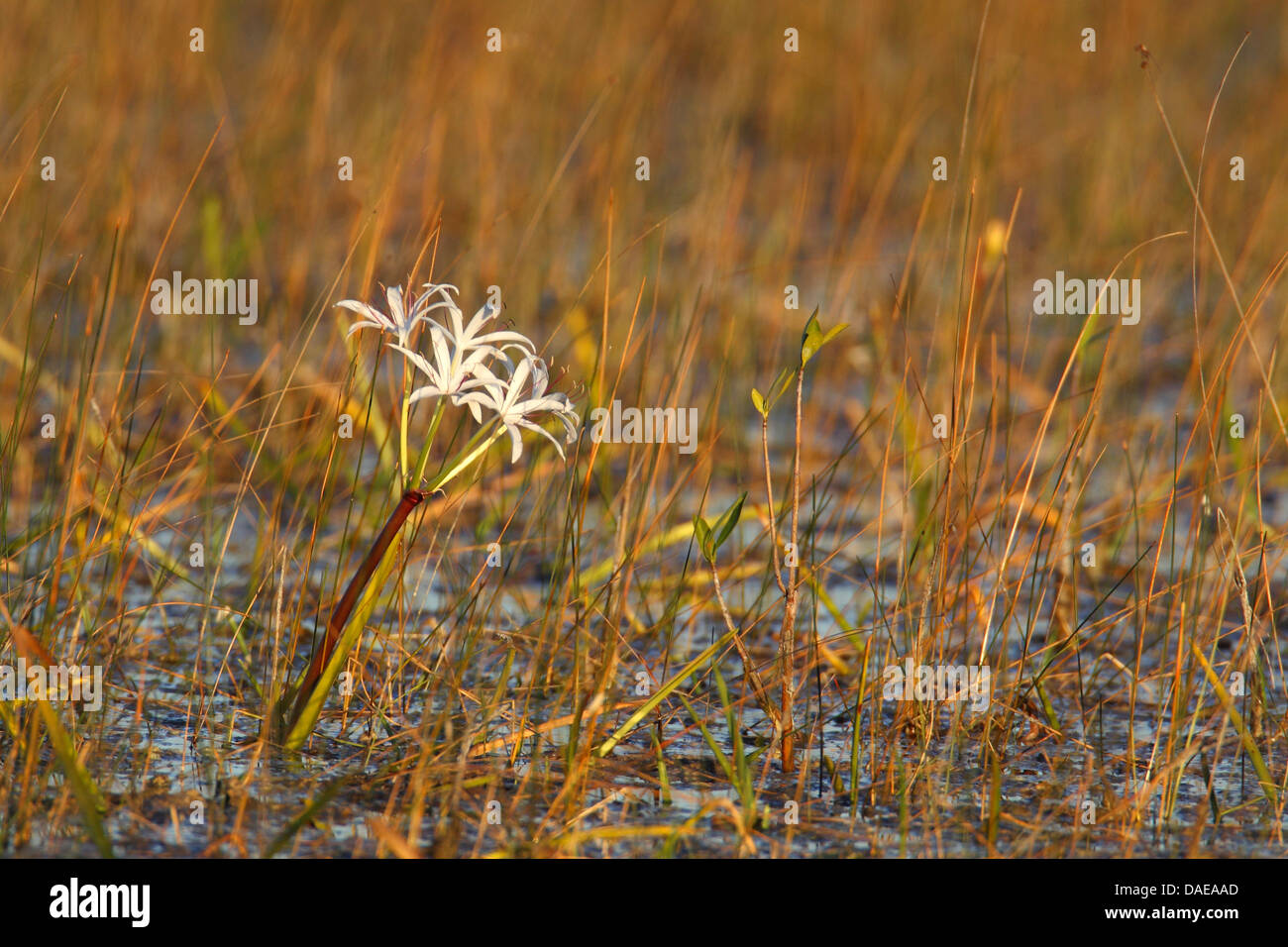 Swamplily, il Giglio di palude, Stringlily, Stringa Lily, Sette sorelle (Crinum americanum), fioritura in un fen, STATI UNITI D'AMERICA, Florida Everglades National Park Foto Stock