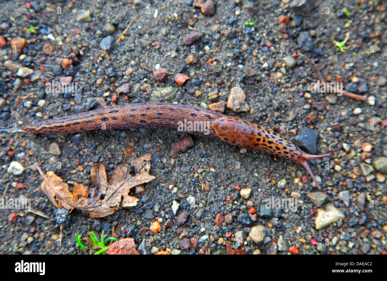 Gardenslug gigante, il gigante europeo gardenslug, grande grigio slug, spotted giardino slug (Limax maximus), sul terreno, Danimarca Foto Stock